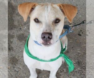 Retriever -Unknown Mix Dogs for adoption in Washington, DC, USA