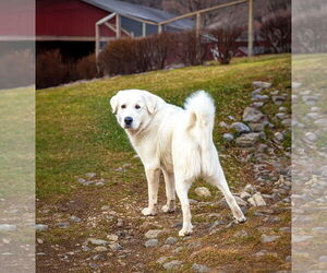Great Pyrenees-Unknown Mix Dogs for adoption in Unionville, PA, USA