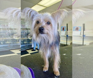 Teddy - Male Shih Tzu-Unknown Mix Dog for Adoption - Photo #4