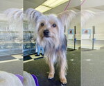 Small Photo #4 Shih Tzu-Unknown Mix Puppy For Sale in Santa Clarita, CA, USA