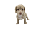 Small Photo #7 Dachshund Puppy For Sale in BALLWIN, MO, USA