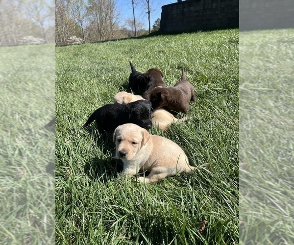 Medium Photo #2 Labrador Retriever Puppy For Sale in KINGS MOUNTAIN, NC, USA