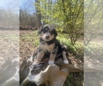 Small Photo #32 Australian Shepherd Puppy For Sale in FARMVILLE, VA, USA