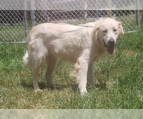 Medium Photo #2 Great Pyrenees-Retriever  Mix Puppy For Sale in Wetumpka, AL, USA