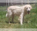 Small #1 Great Pyrenees-Retriever  Mix