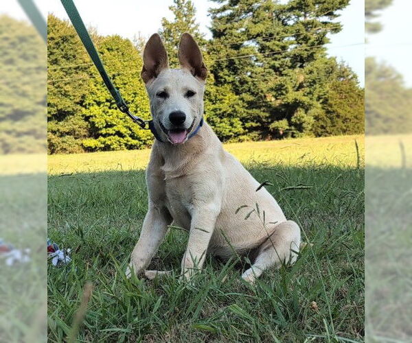 Medium Photo #1 German Shepherd Dog-Unknown Mix Puppy For Sale in Germanton, TN, USA
