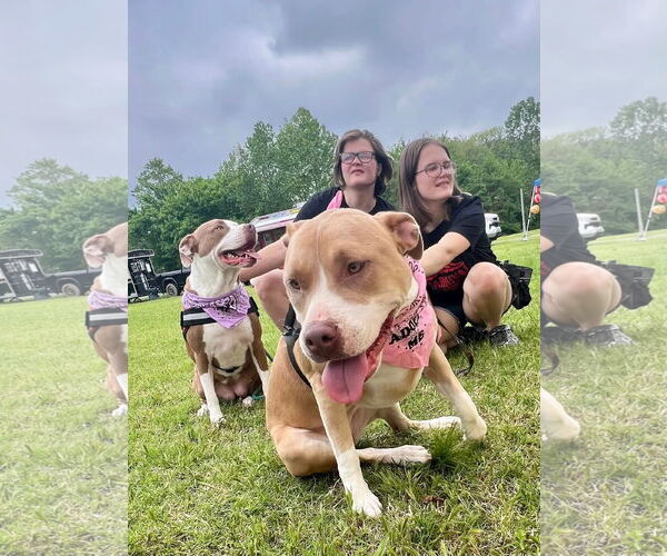 Medium Photo #4 American Staffordshire Terrier-Unknown Mix Puppy For Sale in Munford, TN, USA