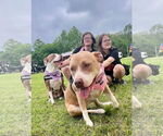 Small #3 American Staffordshire Terrier Mix