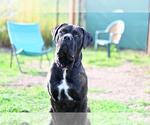 Small #1 Mutt