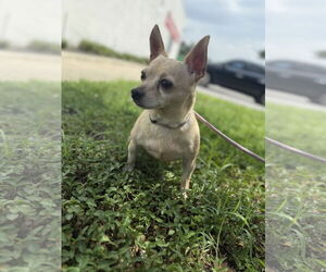 Chihuahua Dogs for adoption in Sanford, FL, USA