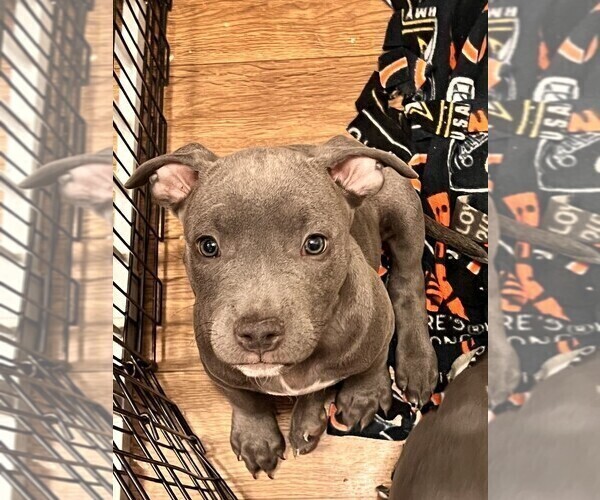 Medium Photo #12 American Bully-American Staffordshire Terrier Mix Puppy For Sale in BENNETT, CO, USA
