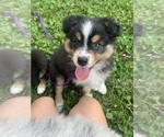 Puppy Boli Australian Shepherd