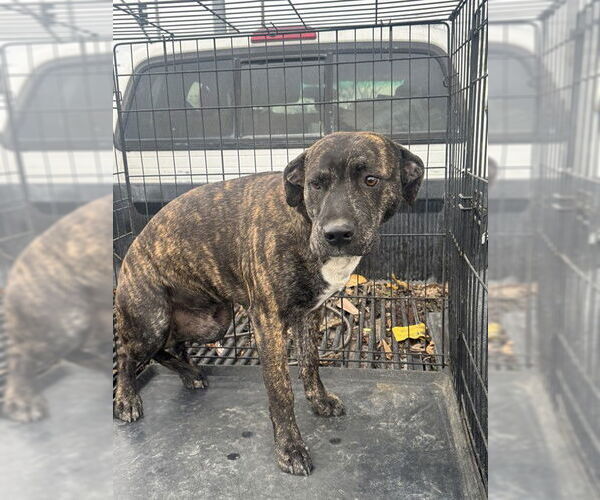 Medium Photo #1 Mutt Puppy For Sale in Stockton, CA, USA