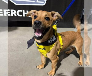 Mutt Dogs for adoption in Chico, CA, USA