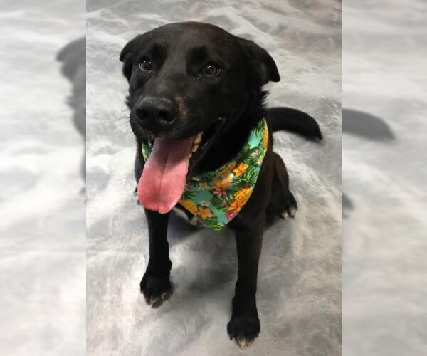 Medium Photo #1 Labrador Retriever-Unknown Mix Puppy For Sale in Thief River Falls, MN, USA