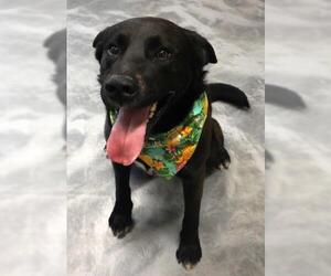 Labrador Retriever-Unknown Mix Dogs for adoption in Thief River Falls, MN, USA