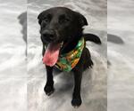 Small Labrador Retriever Mix
