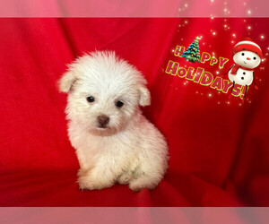 Maltipoo Puppy for sale in SAN FRANCISCO, CA, USA