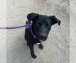 Small #2 Labrador Retriever Mix