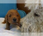 Small Photo #4 Labradoodle Puppy For Sale in ANACONDA, MT, USA