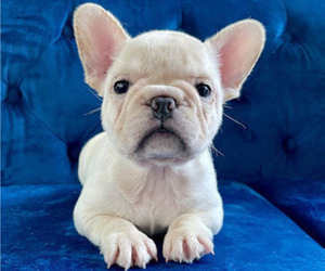 French Bulldog Dog for Adoption in UNIVERSAL CITY, California USA