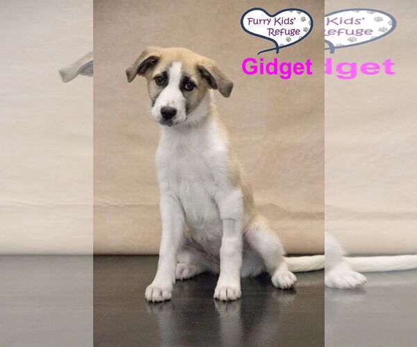 Medium Photo #3 Anatolian Pyrenees Puppy For Sale in Lee's Summit, MO, USA