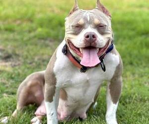 Mother of the American Bully puppies born on 10/02/2023