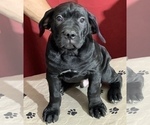 Small Photo #40 Cane Corso Puppy For Sale in COTTAGE GROVE, OR, USA