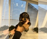 Small #8 Dachshund