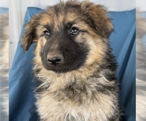 Medium Photo #1 King Shepherd Puppy For Sale in PEACH SPRINGS, AZ, USA