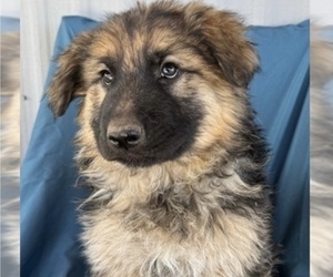 King Shepherd Puppy for Sale in PEACH SPRINGS, Arizona USA