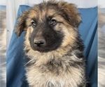 Small Photo #1 King Shepherd Puppy For Sale in PEACH SPRINGS, AZ, USA