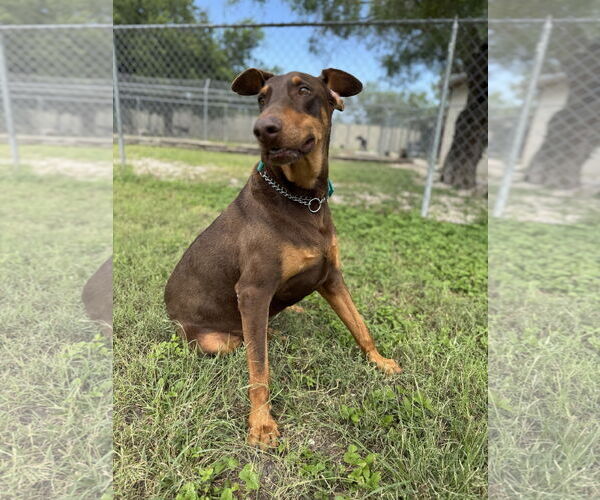 Medium Photo #1 Doberman Pinscher Puppy For Sale in Devine, TX, USA