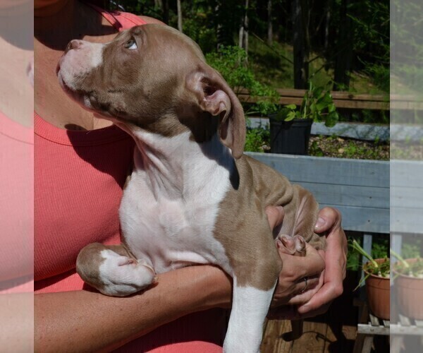 Medium Photo #4 American Bully Puppy For Sale in LENOIR CITY, TN, USA