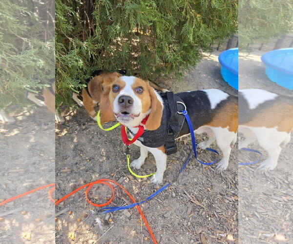 Medium Photo #8 Beagle Puppy For Sale in Las Vegas, NV, USA