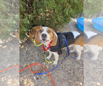 Small #7 Beagle