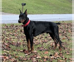 Doberman Pinscher Puppy for sale in FAYETTEVILLE, GA, USA
