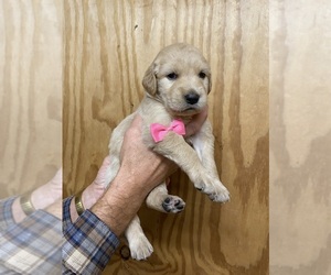 Golden Retriever Puppy for sale in RILEYVILLE, VA, USA