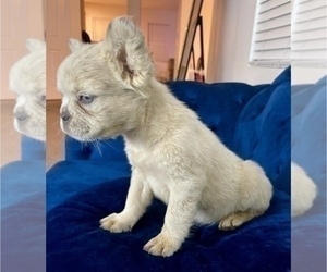 French Bulldog Puppy for sale in ATLANTA, GA, USA