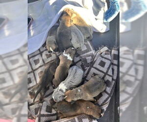 American Pit Bull Terrier-Unknown Mix Dogs for adoption in San Bernardino, CA, USA