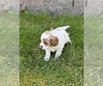 Small Photo #3 Cavapoo Puppy For Sale in GREENVILLE, MO, USA