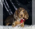 Small #4 Dachshund