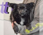 Small #2 Papillon Mix