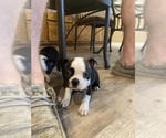 Small Photo #1 Boston Terrier Puppy For Sale in FREDONIA, KS, USA