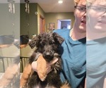 Small Photo #43 German Shepherd Dog Puppy For Sale in LA FAYETTE, NY, USA