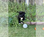Small Photo #4 Labrador Retriever-Unknown Mix Puppy For Sale in Escondido, CA, USA