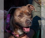 Small #6 American Pit Bull Terrier Mix