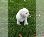 Small Photo #7 Labrador Retriever Puppy For Sale in DANBY, VT, USA
