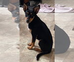 Small #1 Mutt