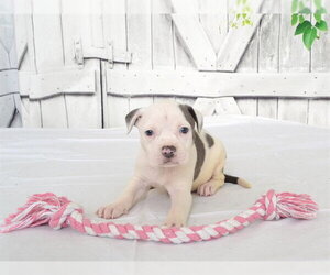 Mutt Dogs for adoption in Oroville, CA, USA
